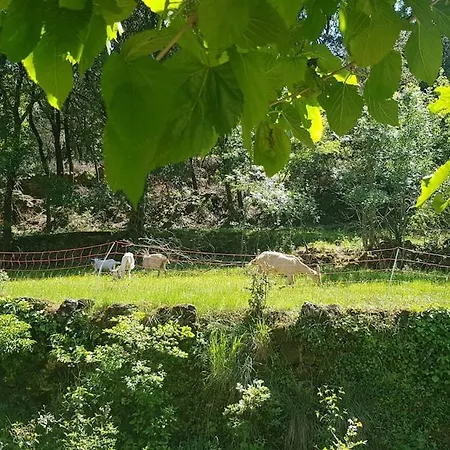 Feriehus Cevennes Mas Renove Confort Piscine Nature Monoblet